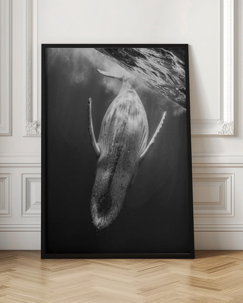 Black & Whale Poster